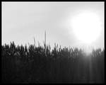 Sun in a field by Conceptualert