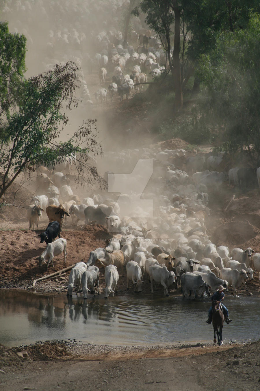 more of the bullock crossing