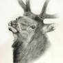 Elk - Head Study