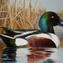 Northern Shoveler