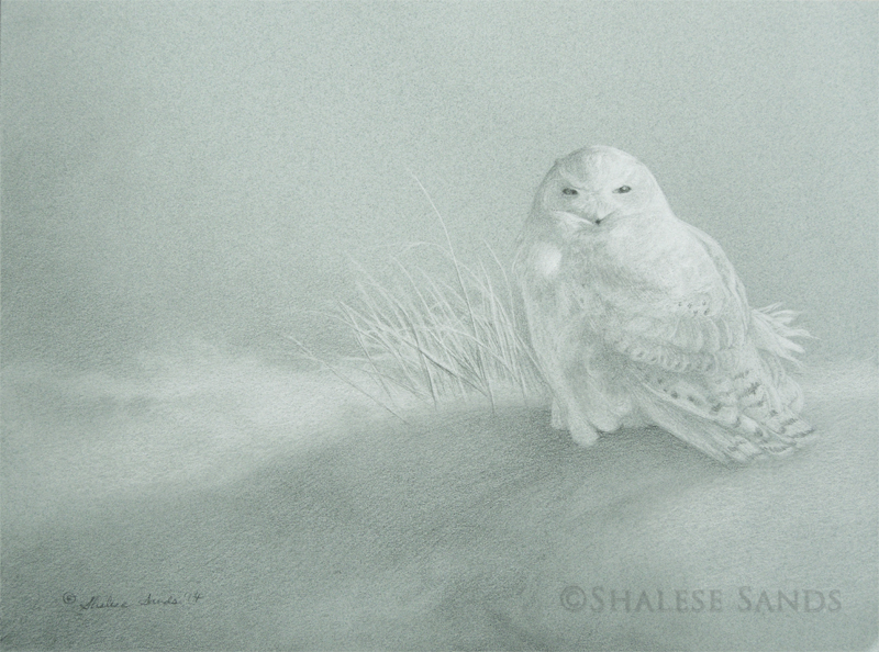 Snowy Owl Study