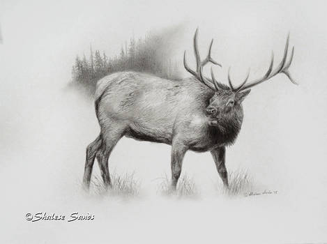 Elk Study