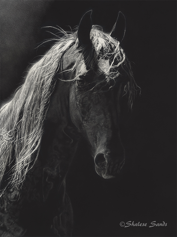 Spotlight - Scratchboard