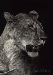 African Queen - Scratchboard