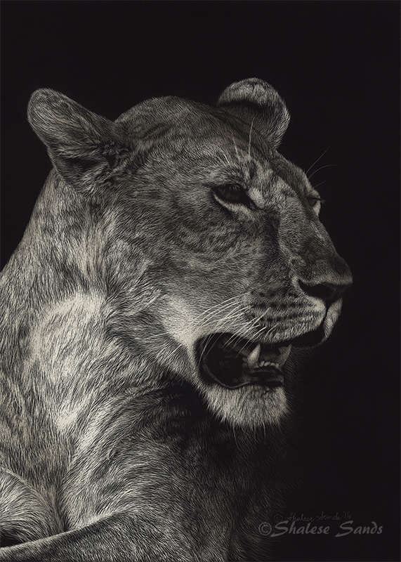 African Queen - Scratchboard