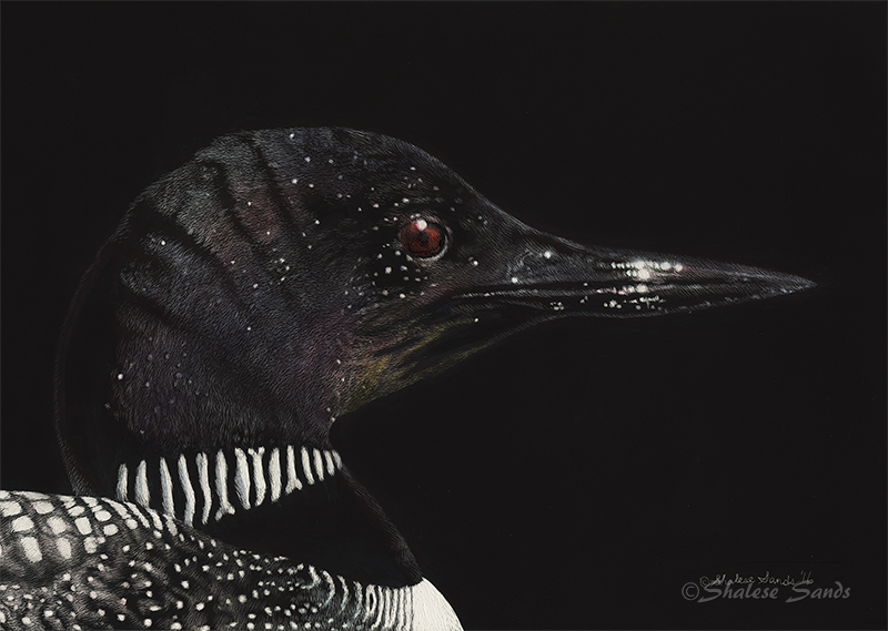 Common Loon - Scratchboard