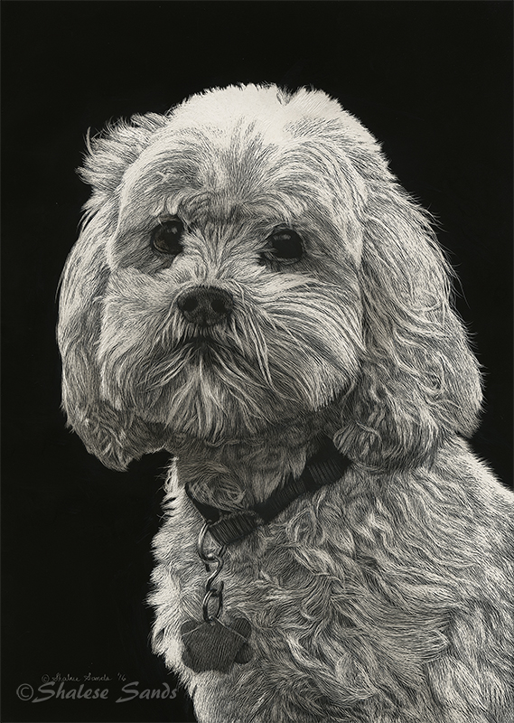 Sandi - Scratchboard