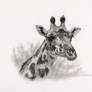 Giraffe Study - Graphite Drawing