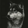 Timber Wolf Portrait - Scratchboard