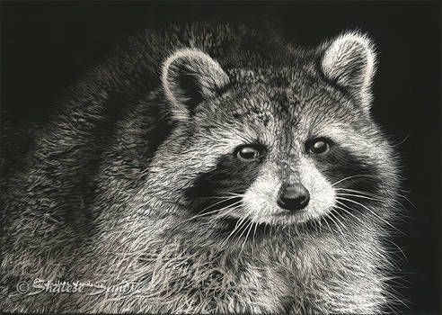 Raccoon Study - Scratchboard