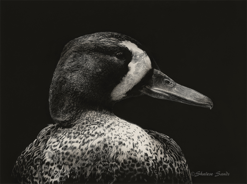 Black and White Blue-wing - Scratchboard