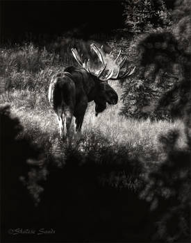 First Light - Scratchboard