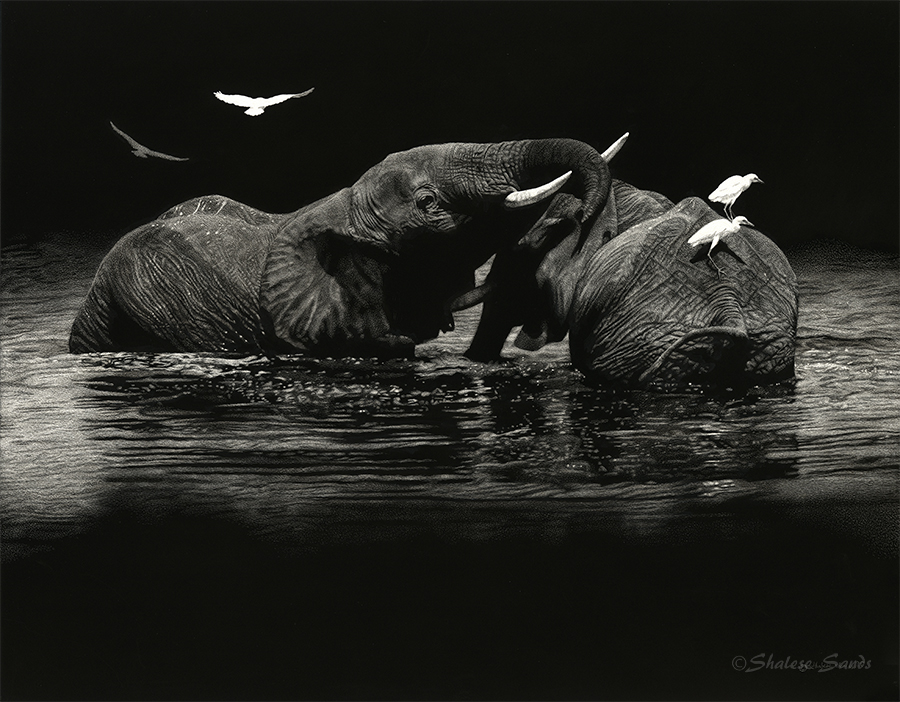 Harmony - Scratchboard