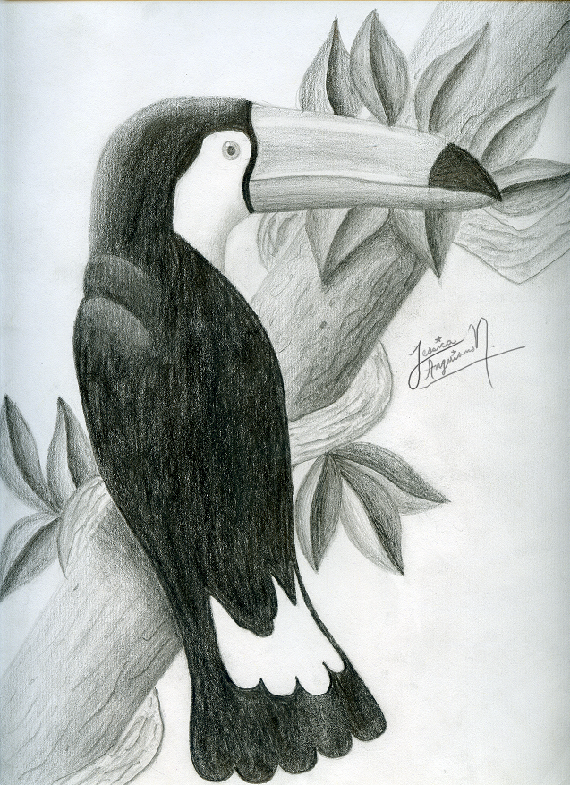 Tucan by jessicakitty92 on DeviantArt