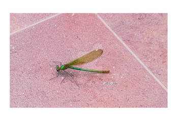 Release of A Trapped Dragonfly.