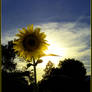 SunFlower_SunSet