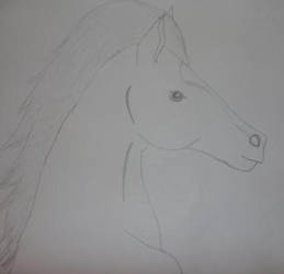 Horse drawing