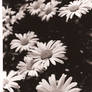 Flower Bed of Daisies