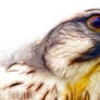 Fractal Peregrine Falcon #03