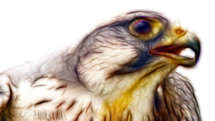 Fractal Peregrine Falcon #03