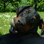 Doberman