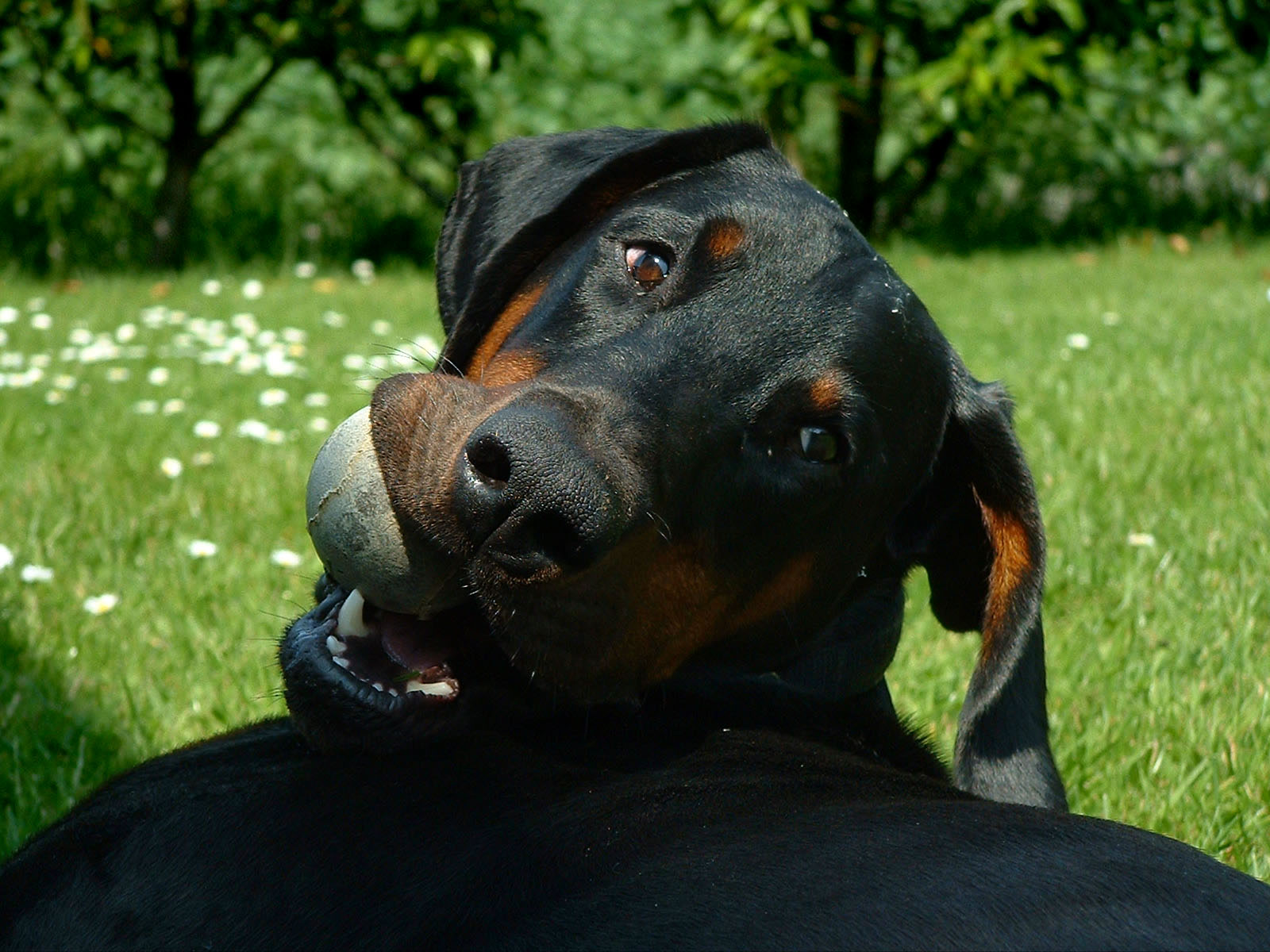 Doberman