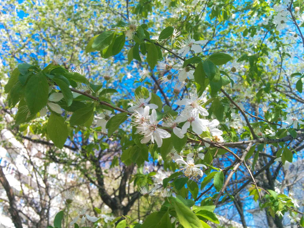 spring in my neighborhood