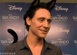 loki kitty cat gif