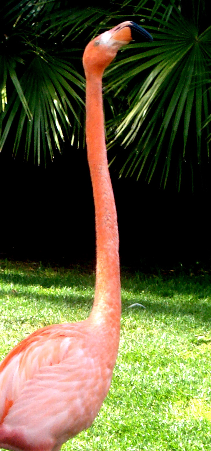 Flamingo from Seaworld