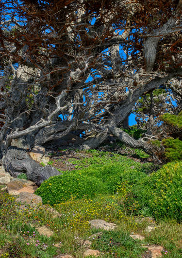 Giant Bonsai