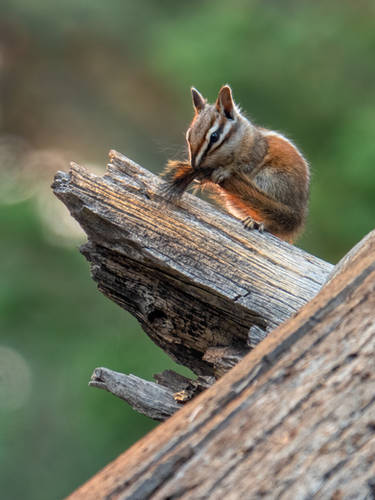 Autumn Grooming