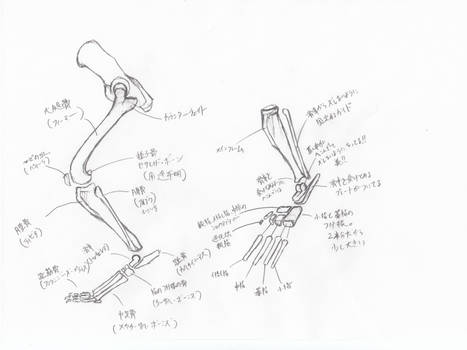 anatomy note 09