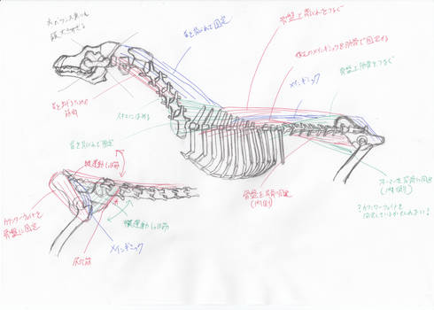 anatomy note 12