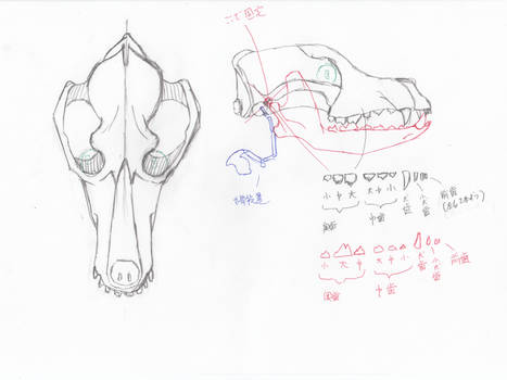 anatomy note 13