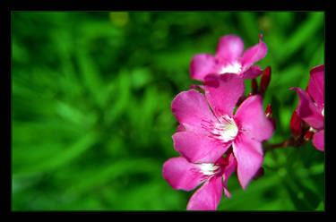 Bank Flowers