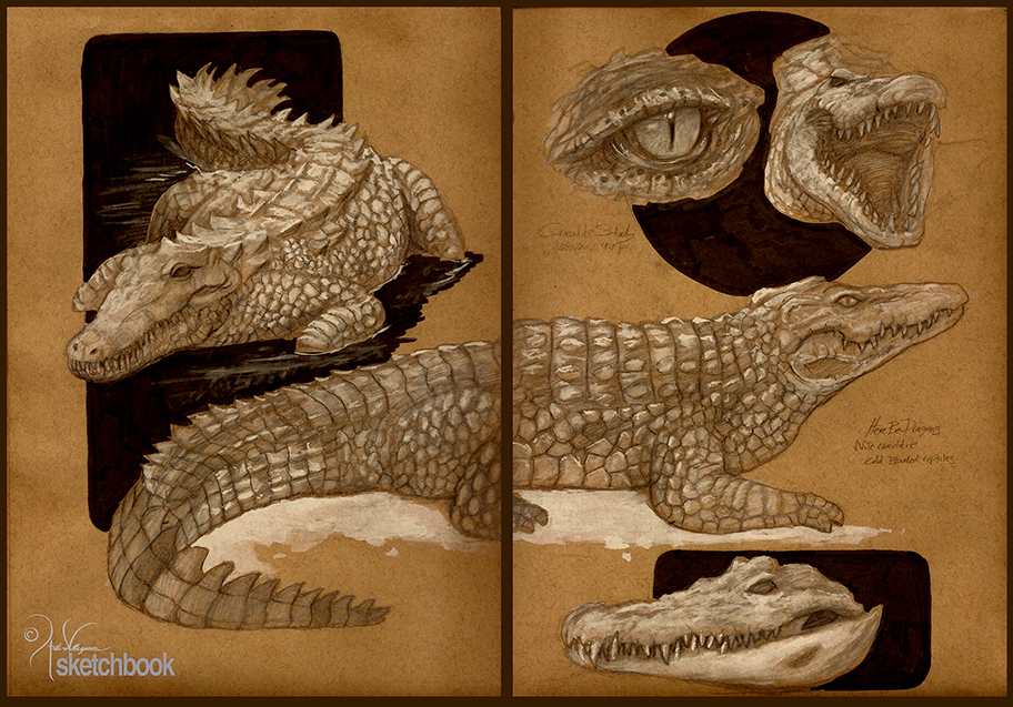 Crocodile Studies