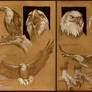 Eagle Studies