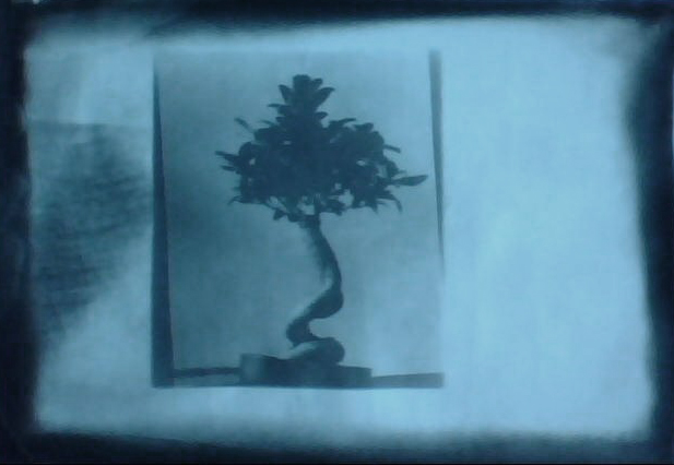 Portrait of a little tree