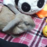 Yuna The Bunny 2