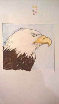 The watchful eagle