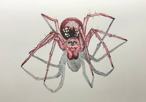 Hammock Spider