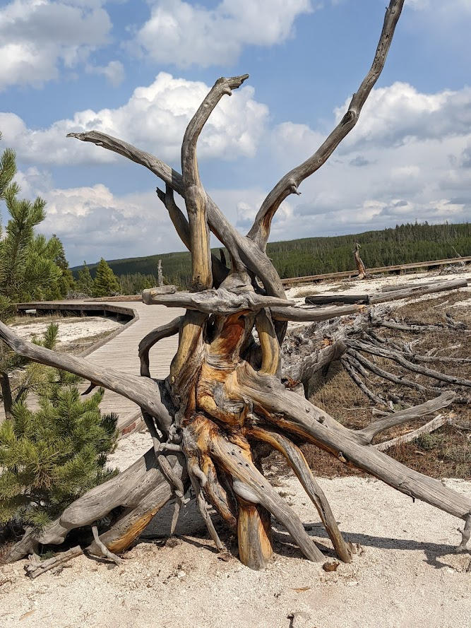 Cool tree root by ZeroStormwolf16 on DeviantArt