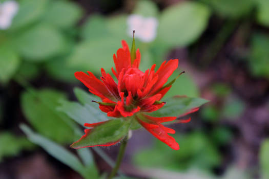 Another Indian Paintbrush