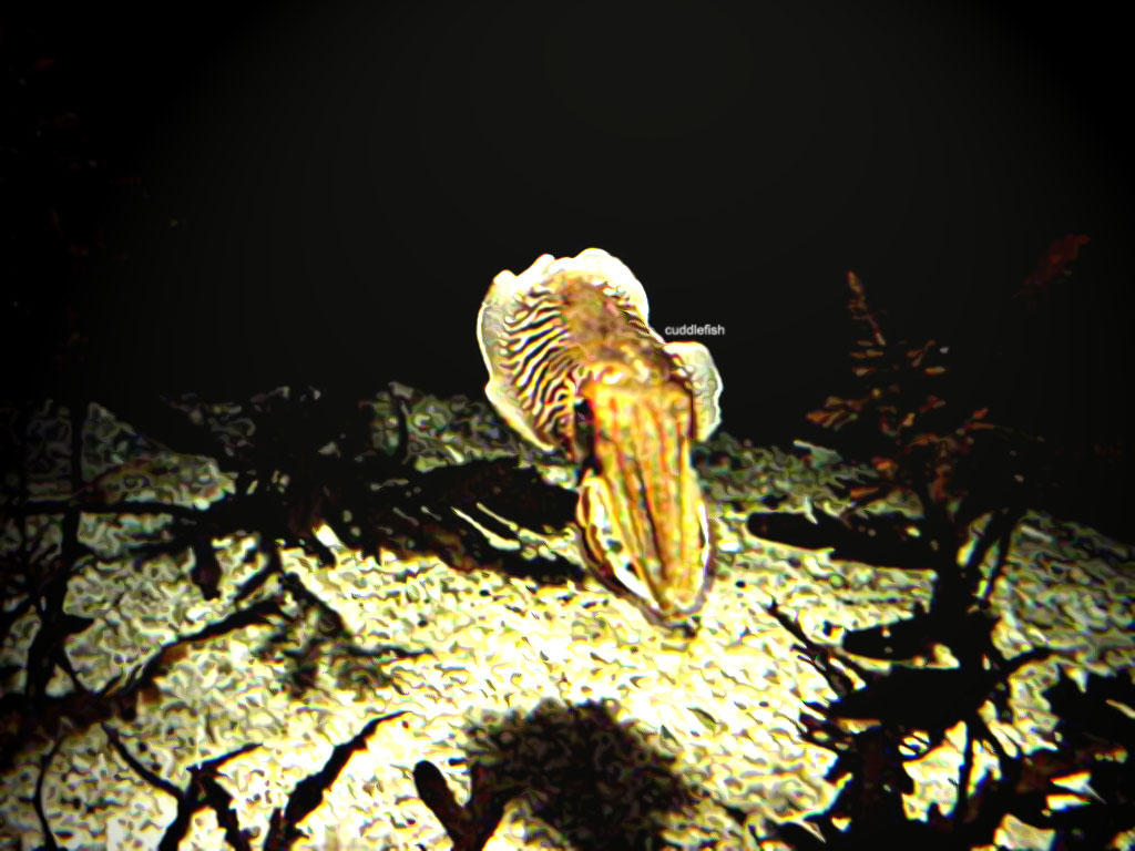Cuddlefish by Trinora on DeviantArt