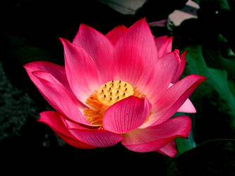 Lotus Flower