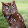 screech owl