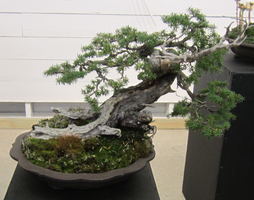 bonsai 6