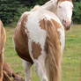 Paint Horse 06