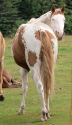Paint Horse 06