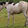 Tobiano Horse 02